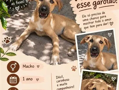 Cachorro raça SRD-ViraLata idade 1 ano nome Gray
