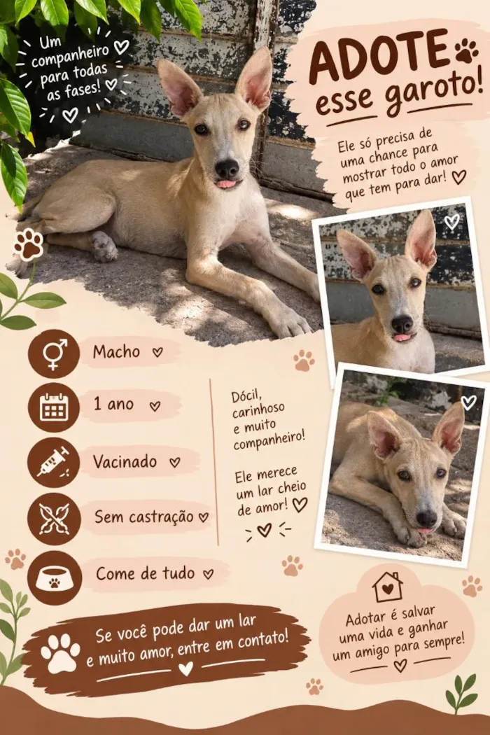 Cachorro raça SRD-ViraLata idade 1 ano nome Zero um 