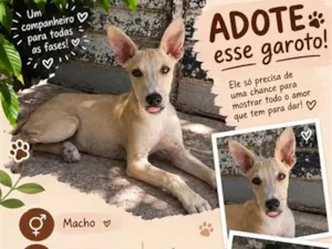 Cachorro raça SRD-ViraLata idade 1 ano nome Zero um 