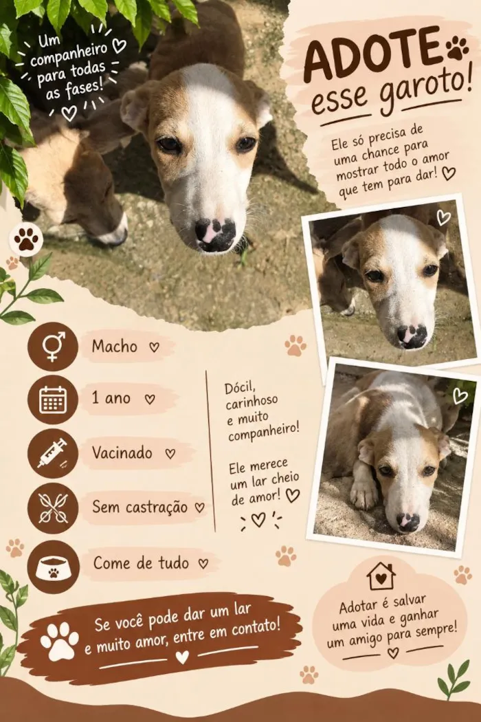 Cachorro raça SRD-ViraLata idade 1 ano nome Panda