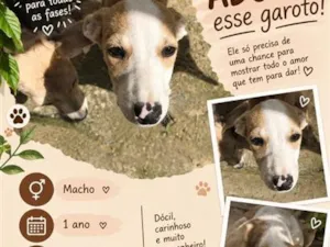 Cachorro raça SRD-ViraLata idade 1 ano nome Panda