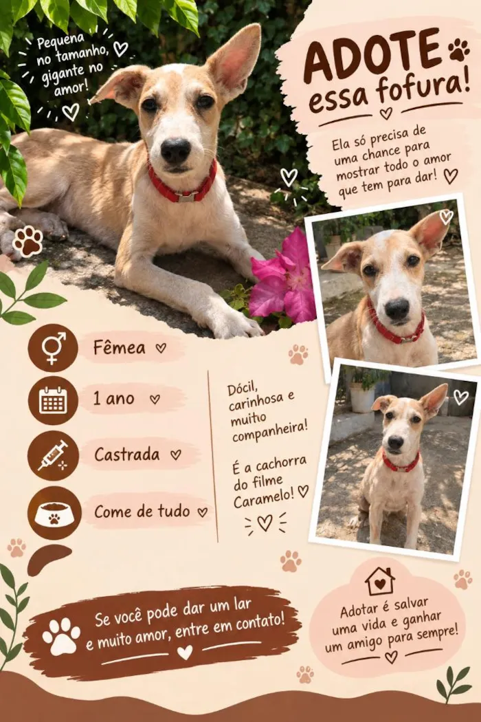 Cachorro raça SRD-ViraLata idade 1 ano nome Doralice