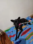 Zulu