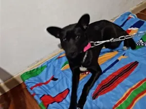 Cachorro raça SRD-ViraLata idade 1 ano nome Zulu