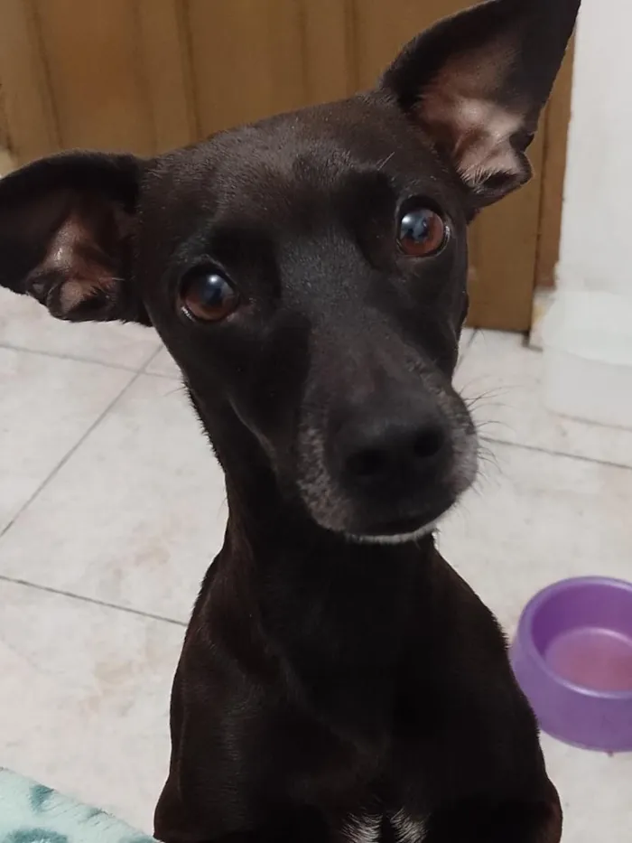 Cachorro raça SRD-ViraLata idade 4 anos nome Nina