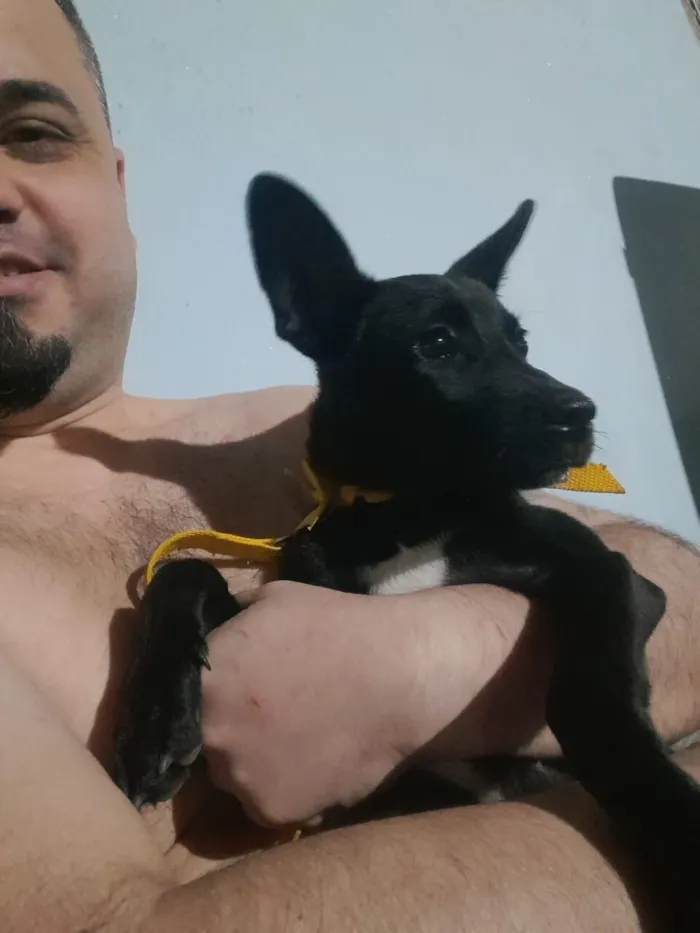 Cachorro raça SRD-ViraLata idade 1 ano nome Zulu