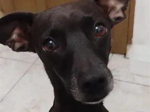 Cachorro raça SRD-ViraLata idade 4 anos nome Nina