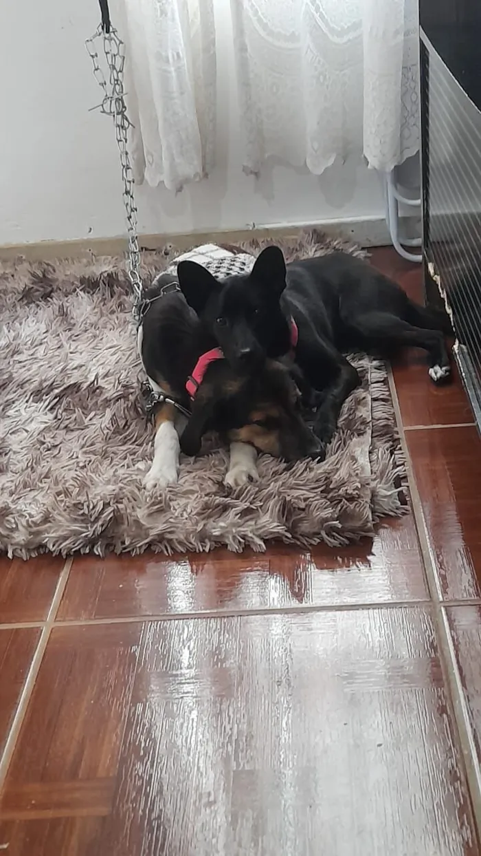 Cachorro raça SRD-ViraLata idade 1 ano nome Zulu