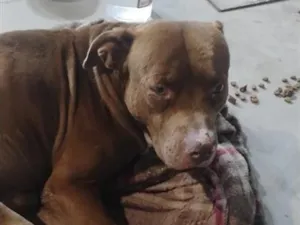 Cachorro raça Pit-Bull idade 6 ou mais anos nome jack