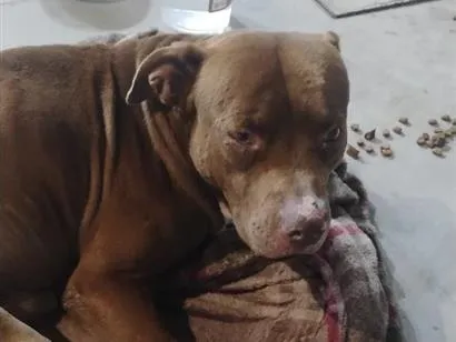 Cachorro raça Pit-Bull idade 6 ou mais anos nome jack