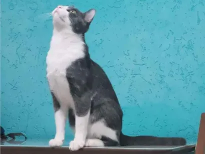 Gato raça SRD-ViraLata idade 3 anos nome Dexter e Tom