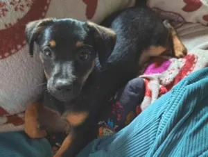Cachorro raça SRD-ViraLata idade 2 a 6 meses nome Roky