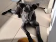 Biscoito 