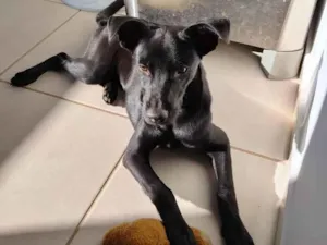 Cachorro raça SRD-ViraLata idade 7 a 11 meses nome Biscoito 