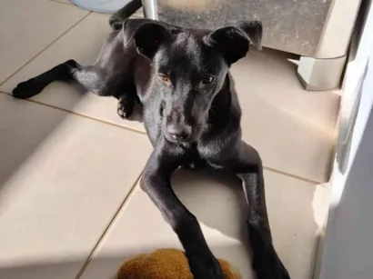 Cachorro raça SRD-ViraLata idade 7 a 11 meses nome Biscoito 