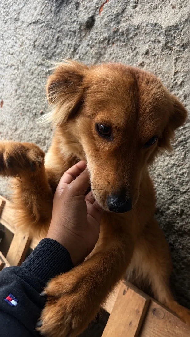 Cachorro raça SRD-ViraLata idade 2 anos nome Chico
