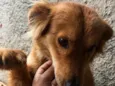 Chico