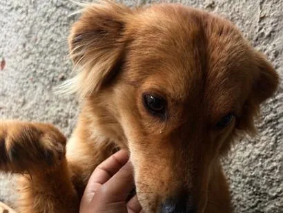 Cachorro raça SRD-ViraLata idade 2 anos nome Chico