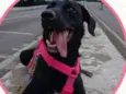 Kiara