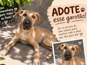 Cachorro raça SRD-ViraLata idade 1 ano nome Gray