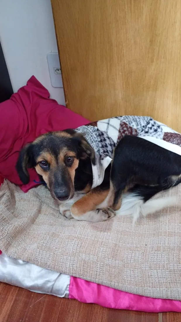Cachorro raça SRD-ViraLata idade 2 anos nome Olivia