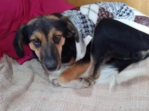 Cachorro raça SRD-ViraLata idade 2 anos nome Olivia