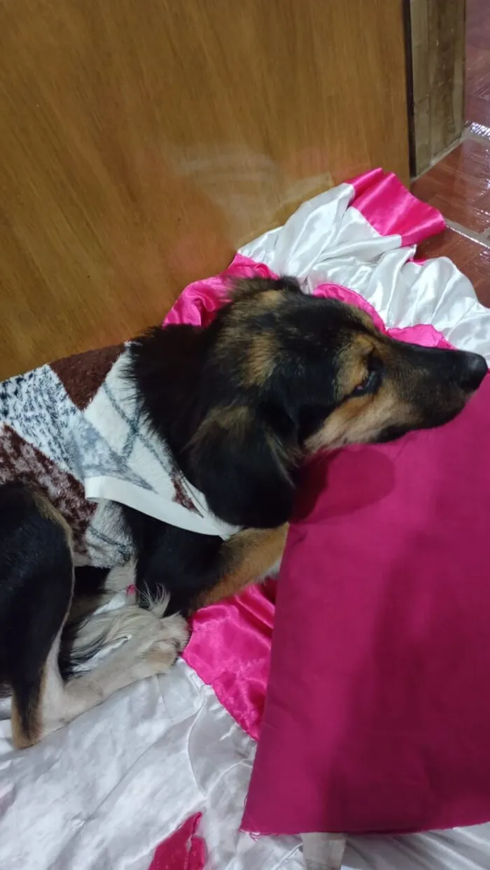 Cachorro raça SRD-ViraLata idade 2 anos nome Olivia