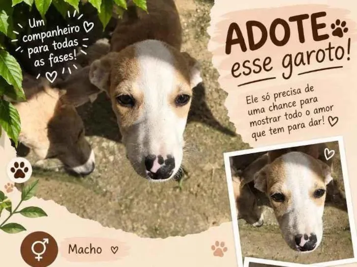 Cachorro raça SRD-ViraLata idade 1 ano nome Panda