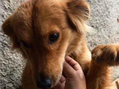 Cachorro raça SRD-ViraLata idade 2 anos nome Chico