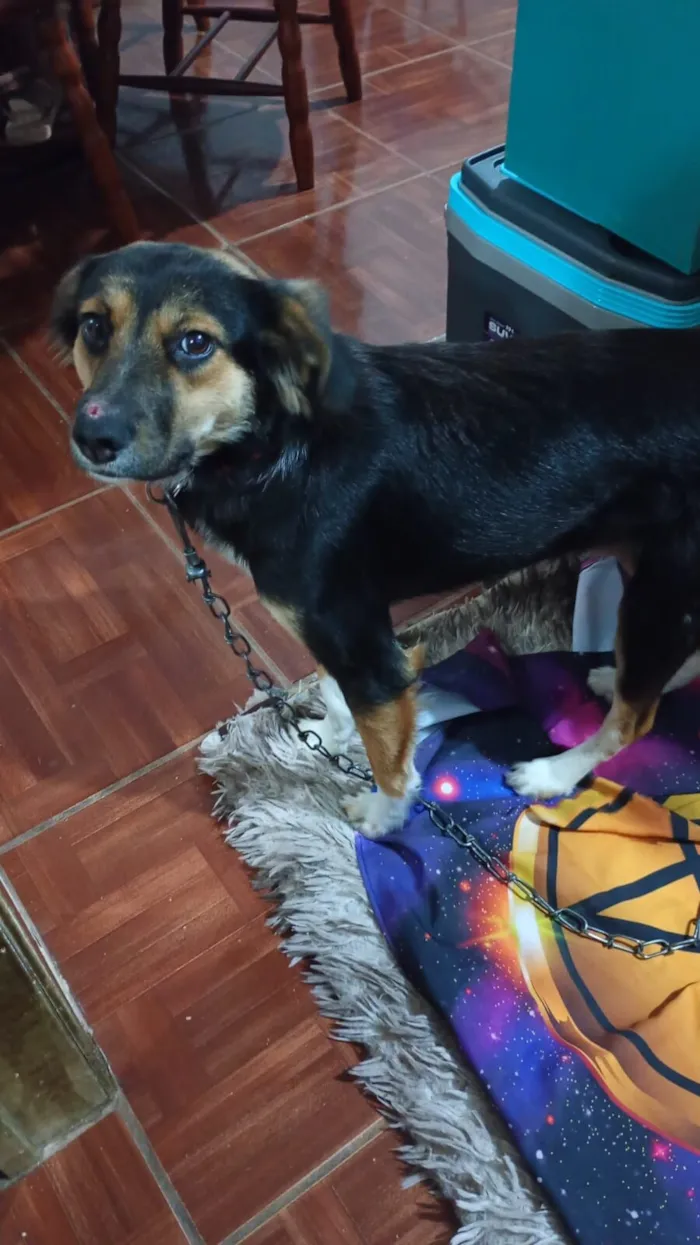 Cachorro raça SRD-ViraLata idade 2 anos nome Olivia