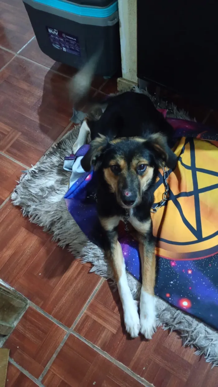 Cachorro raça SRD-ViraLata idade 2 anos nome Olivia