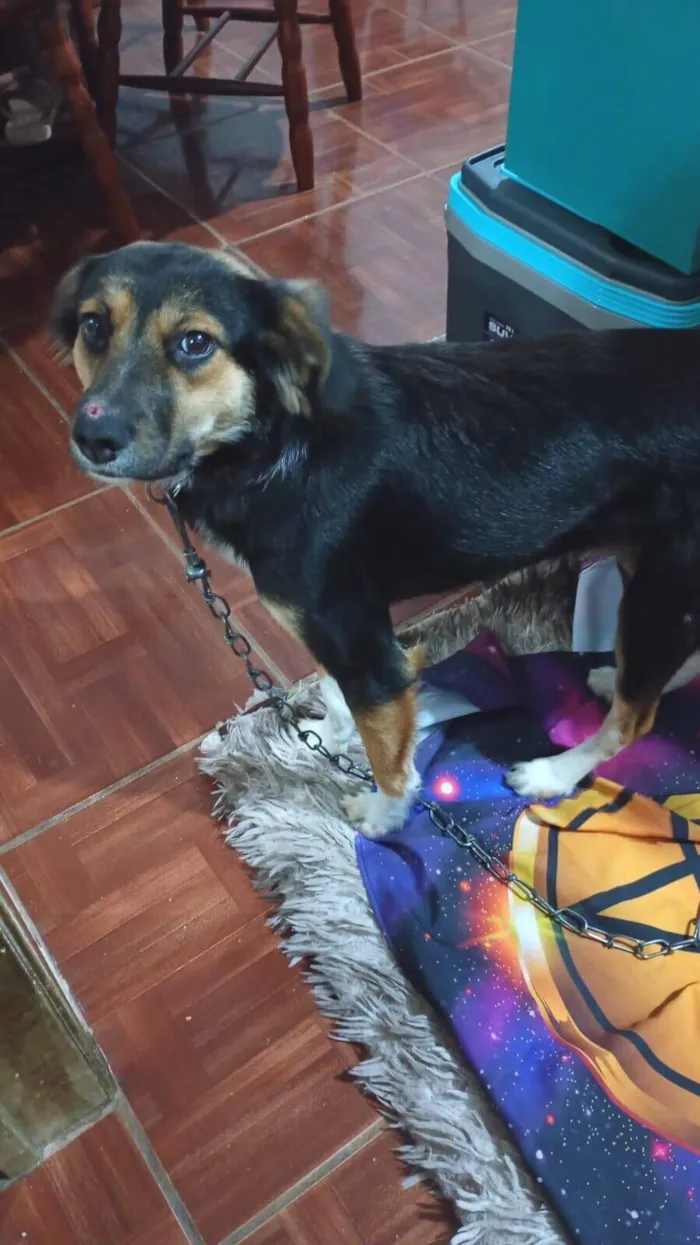 Cachorro raça SRD-ViraLata idade 2 anos nome Olivia