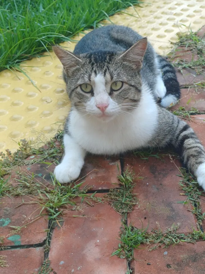 Gato raça SRD-ViraLata idade 1 ano nome Bruce