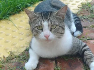 Gato raça SRD-ViraLata idade 1 ano nome Bruce