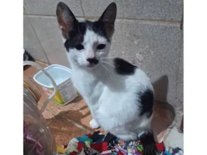 Gato raça SRD-ViraLata idade 2 a 6 meses nome Raquel
