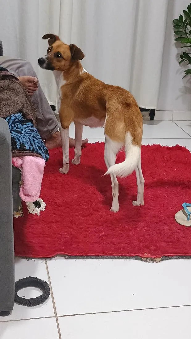 Cachorro raça SRD-ViraLata idade 2 anos nome Paçoca