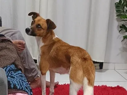 Cachorro raça SRD-ViraLata idade 2 anos nome Paçoca