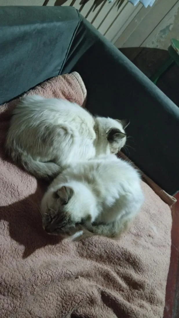 Gato raça Siamês idade 2 a 6 meses nome Seca e Gorda 