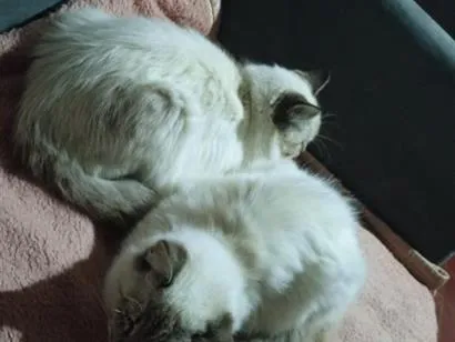 Gato raça Siamês idade 2 a 6 meses nome Seca e Gorda 