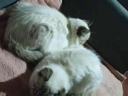 Gato raça Siamês idade 2 a 6 meses nome Seca e Gorda 