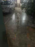 Bolt