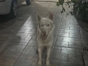 Cachorro raça SRD-ViraLata idade 3 anos nome Bolt
