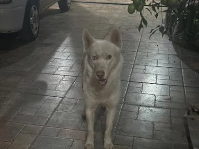 Cachorro raça SRD-ViraLata idade 3 anos nome Bolt