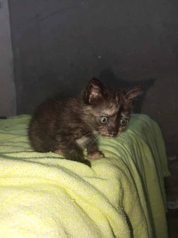 Gato raça SRD-ViraLata idade Abaixo de 2 meses nome Não tem 