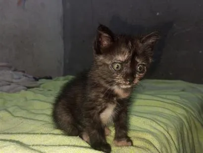 Gato raça SRD-ViraLata idade Abaixo de 2 meses nome Não tem 