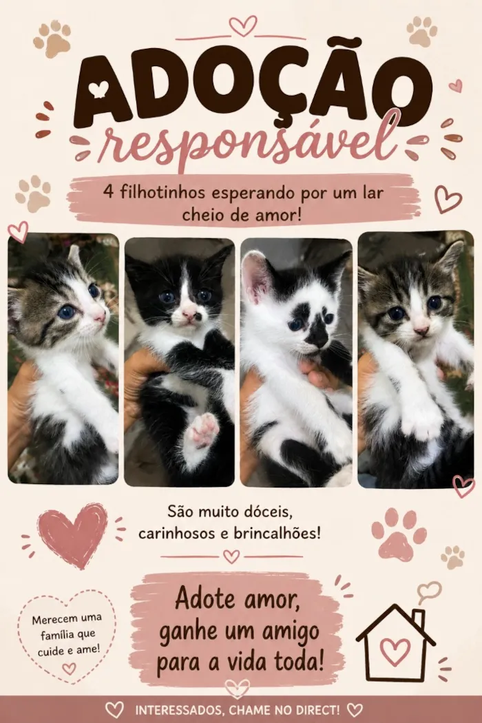 Gato raça Persa idade Abaixo de 2 meses nome Eles não tem nome 