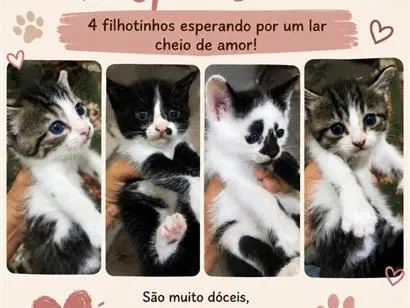 Gato raça Persa idade Abaixo de 2 meses nome Eles não tem nome 