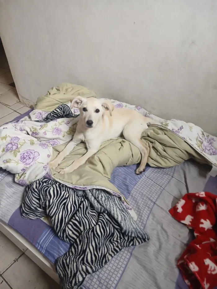 Cachorro raça SRD-ViraLata idade 2 a 6 meses nome Lalá