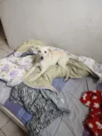 Lalá