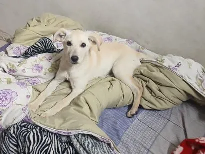 Cachorro raça SRD-ViraLata idade 2 a 6 meses nome Lalá